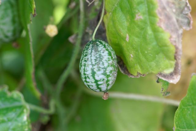 El cucamelón mide entre los 2 y los 3 centímetros. El cucamelón mide entre los 2 y los 3 centímetros.