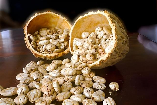 El macambo potencia la actividad cerebral. El macambo potencia la actividad cerebral.