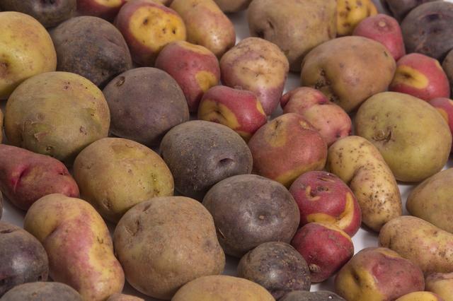 La papa Huamantanga es la mejor para hacer papas fritas.   