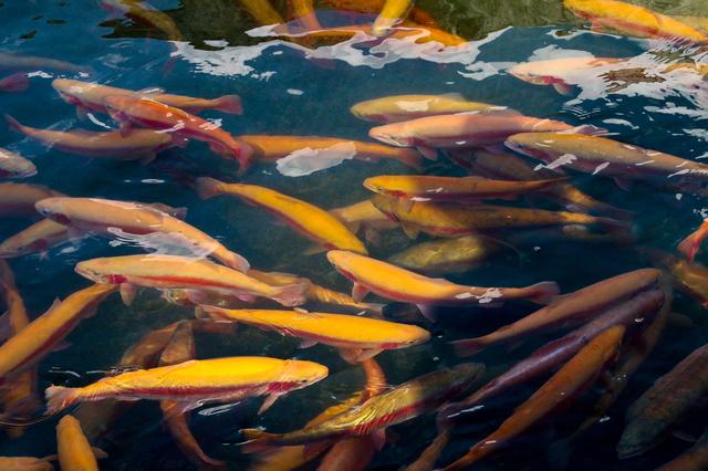 El salmón de la piscifactoría es alimentado con productos procesados.   