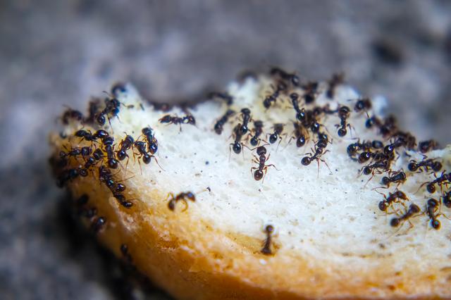 Estos insectos puede ser portadores de enfermedades.   