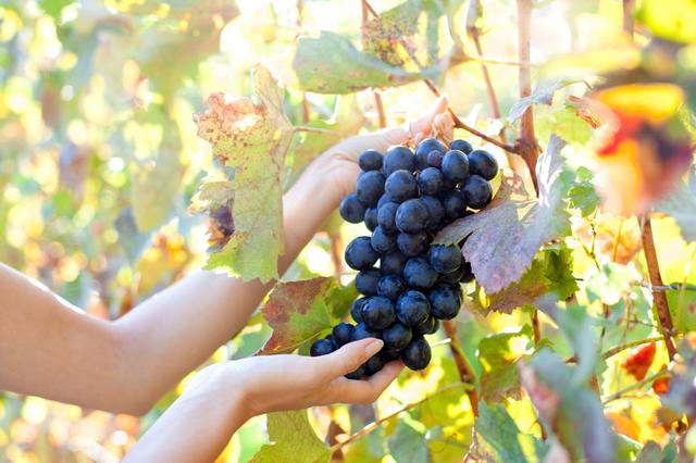 Su consumo regular está vinculado a beneficios cardiovasculares, efecto neuroprotector y la prevención de enfermedades. Su consumo regular está vinculado a beneficios cardiovasculares, efecto neuroprotector y la prevención de enfermedades.