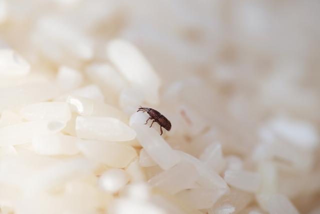 Lo gorgojos no causan enfermedades.   