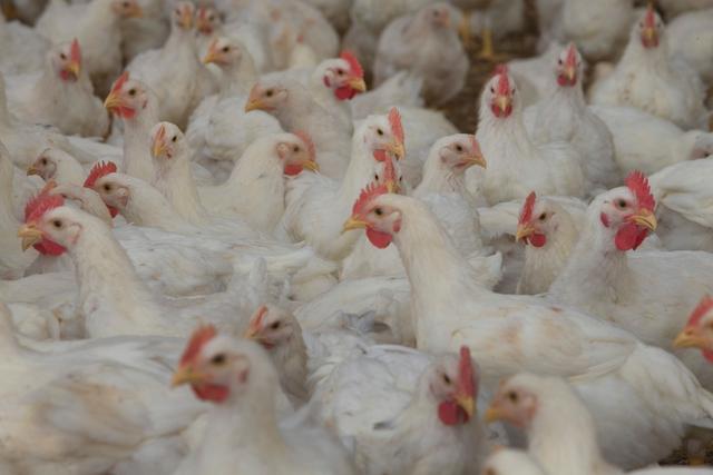 La idea de que inyectan hormonas a los pollos para su crecimiento es falso.   