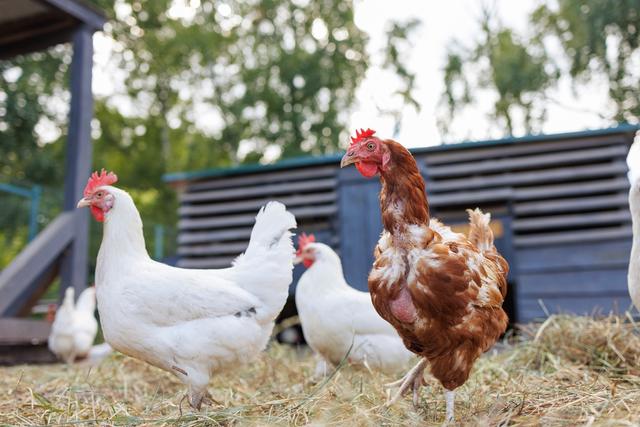 El Departamento de Agricultura de EE.UU destinó un monto de dinero para mejorar la bioseguridad de las granjas.   