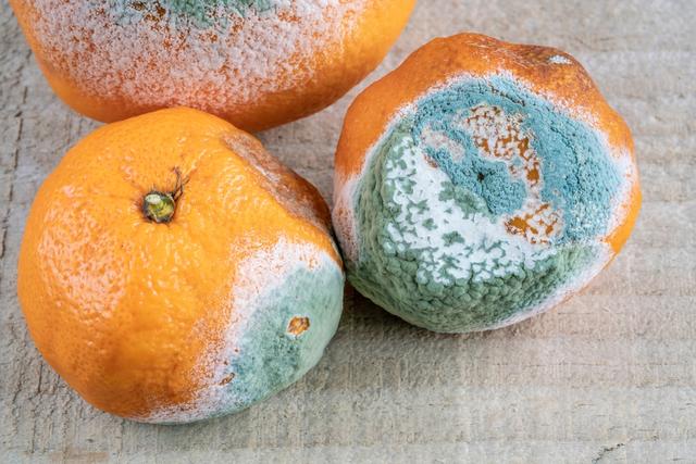 Desecha el alimento completo si observas que tiene moho.   