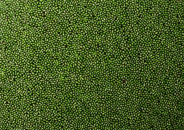 La lenteja de agua es comparado con un grano de arena por su tamaño.   