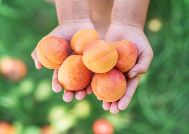 El albaricoque contiene vitamina C y diversos minerales beneficiosos para el cuerpo humano.   