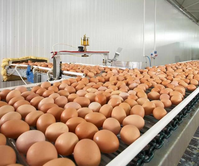 Los huevos contaminados se encuentran en 9 estados de EE.UU.   