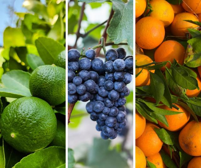 Perú exporta uva, limón y naranja a Chile y otros países.   