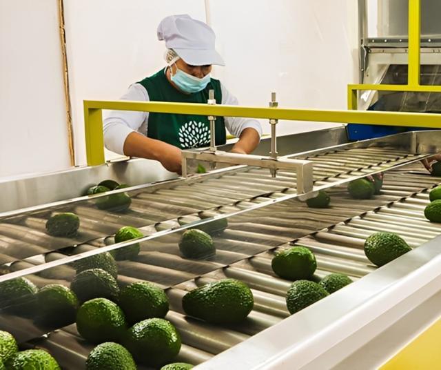 Investigación de cadmio en paltas peruanas.   