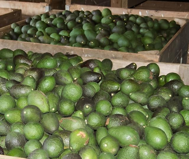 Bolivia cosechará sus propias paltas.   