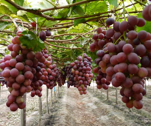 Cultivos de uva peruana.   