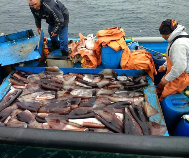 Este año se busca obtener más de 421 mil toneladas. Este año se busca obtener más de 421 mil toneladas.