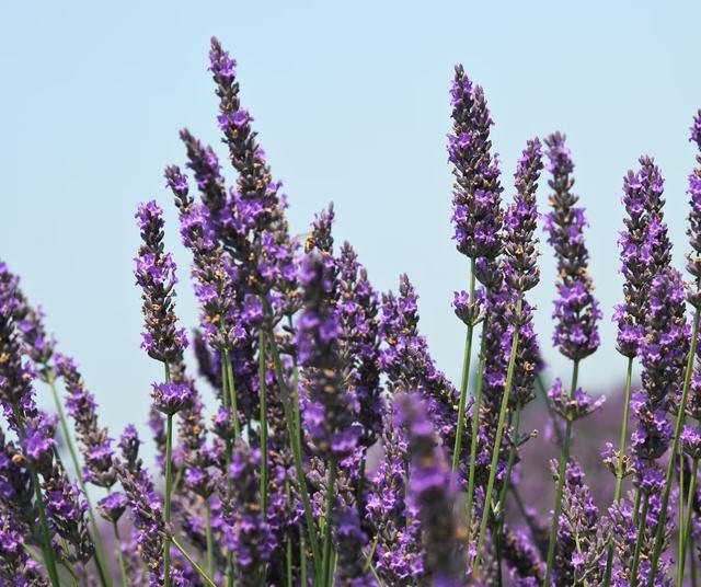 Lavanda.   