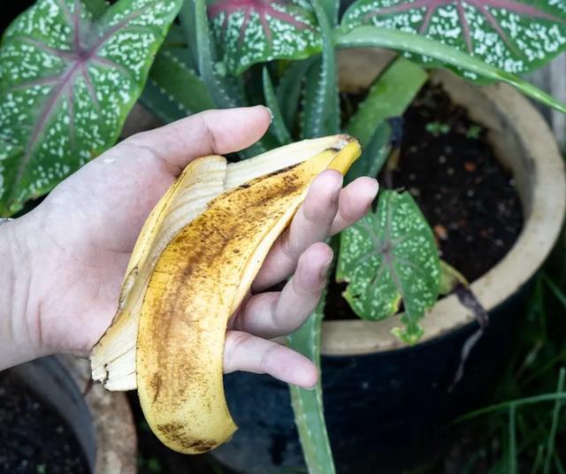 Recuerda no aplicar esta mezcla directamente sobre las hojas. Recuerda no aplicar esta mezcla directamente sobre las hojas.