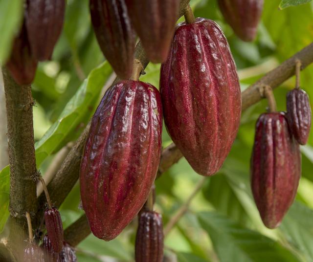 Se recomienda optar por cacao puro al 80%   