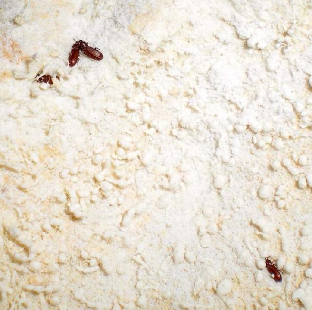 Es mejor guardar la harina en un recipiente hermético Es mejor guardar la harina en un recipiente hermético