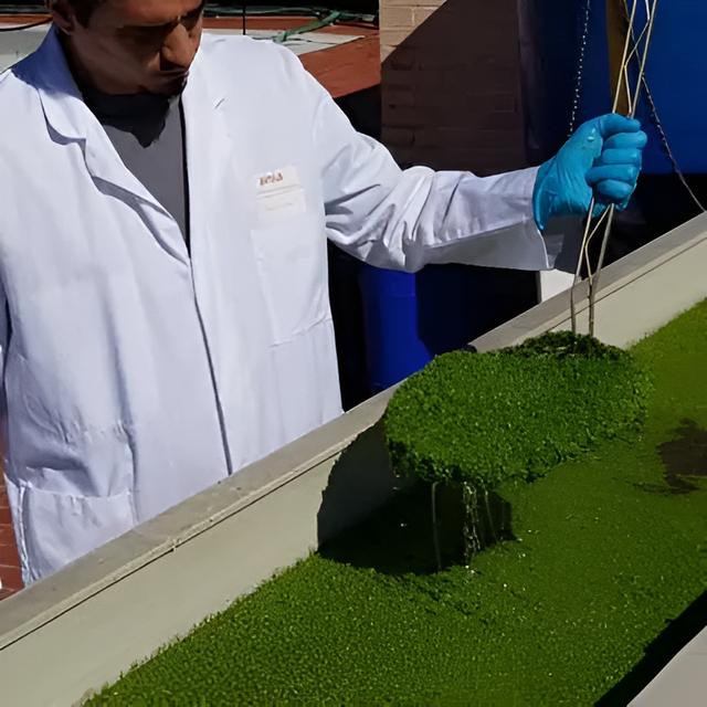  Esta planta acuática tiene un alto valor proteico y es ideal para la alimentación animal doméstica.   