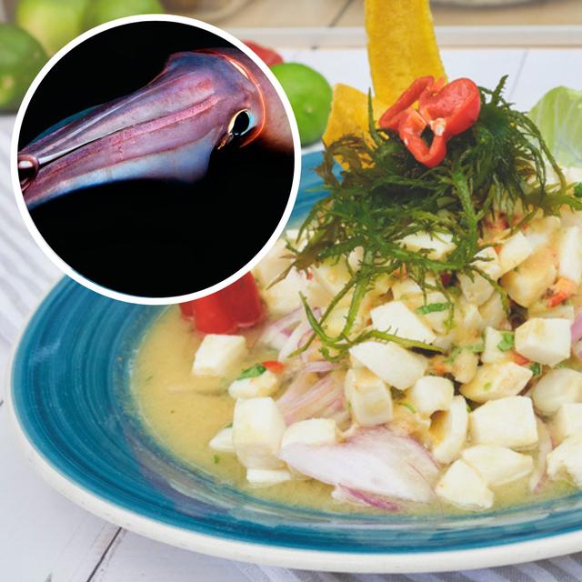 El calamar de Humboldt en un calamar gigante que se usa en el popular ceviche de pota. El calamar de Humboldt en un calamar gigante que se usa en el popular ceviche de pota.