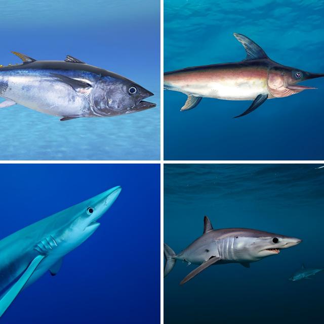 Atún rojo, pez espada, tiburón tintorera y marrajo. Atún rojo, pez espada, tiburón tintorera y marrajo.