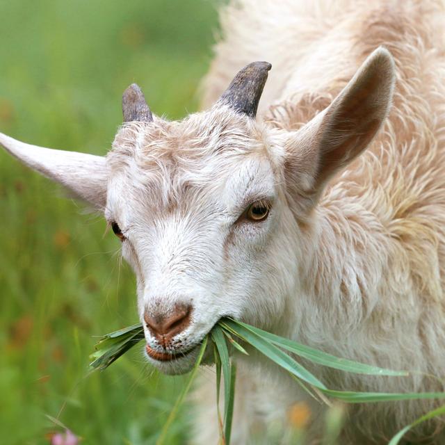 La leche de cabra es una de las más recomendadas por especialistas en salud digestiva: contiene más proteínas que la de vaca, es menos inflamatoria y más fácil de digerir.   