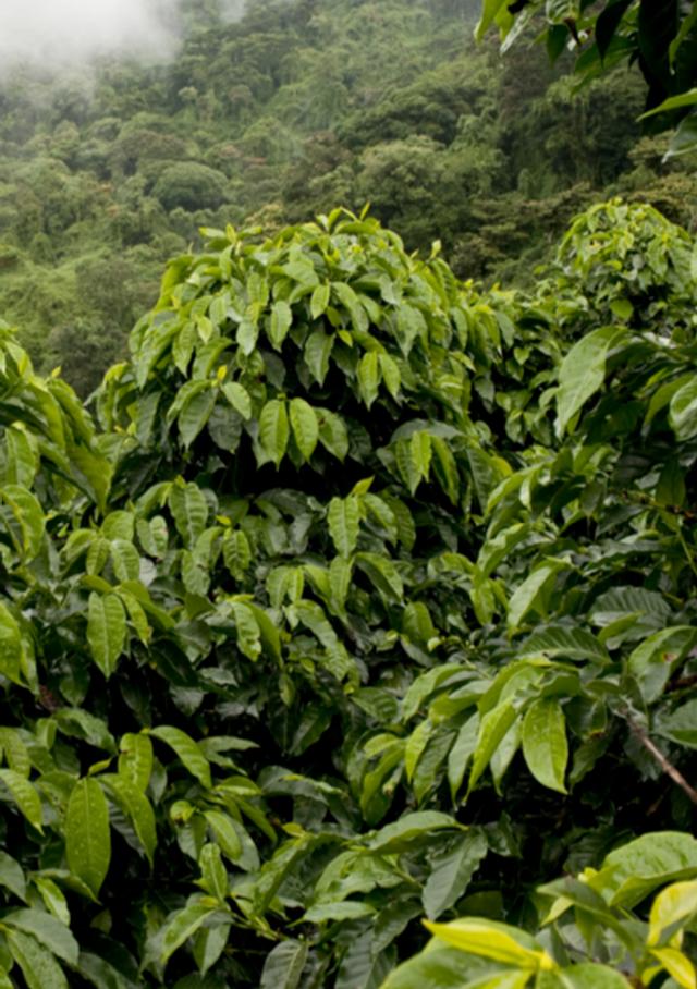  Plantación de café. Se aprecian cafetos de adultos sin frutos, de la variedad arábica.    