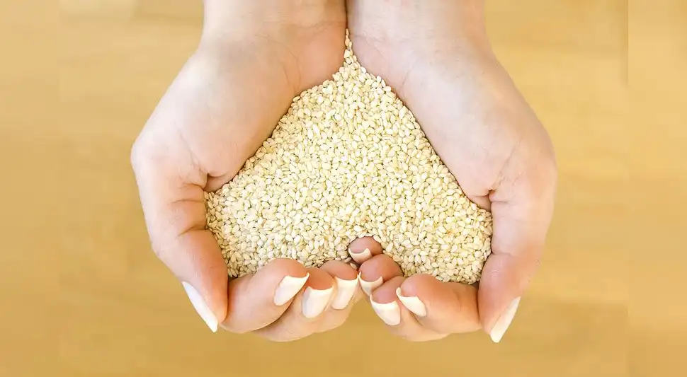 Semillas de sésamo blancas Semillas de sésamo blancas