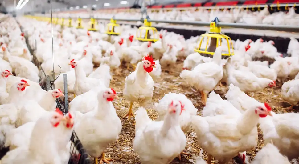 granja de pollos granja de pollos