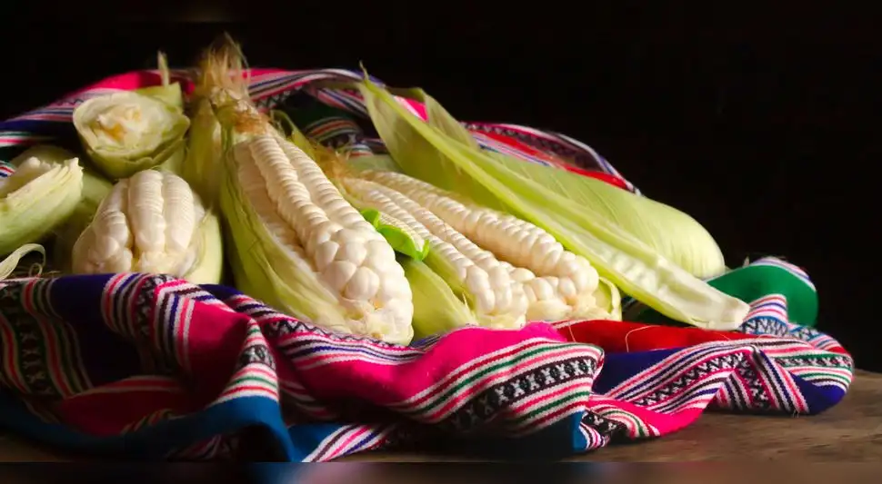 maiz blanco del cusco