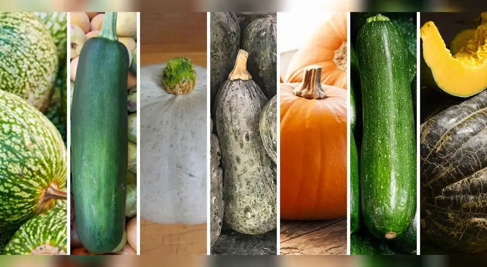 Variedades de zapallos y calabazas