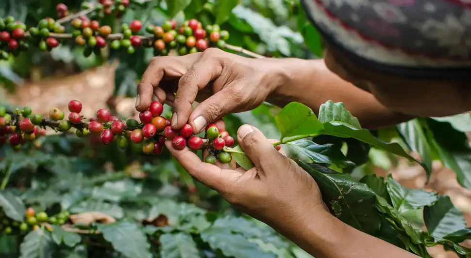 Café arábica Café arábica