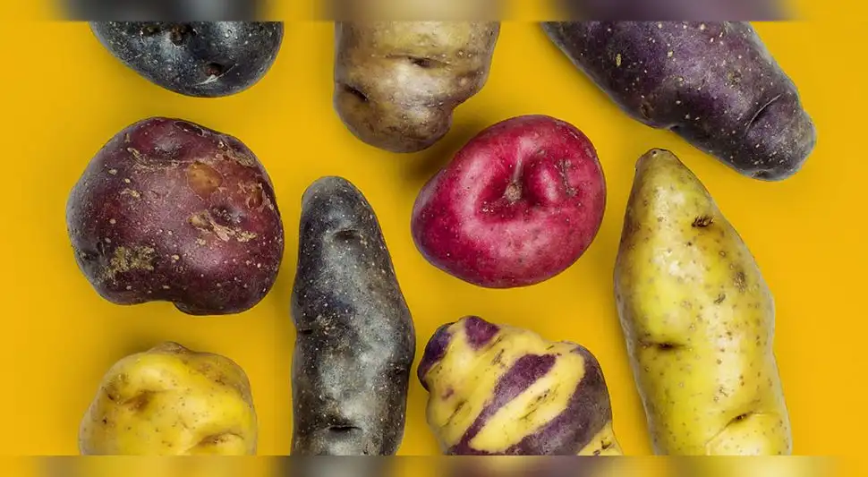 papas nativas papas nativas