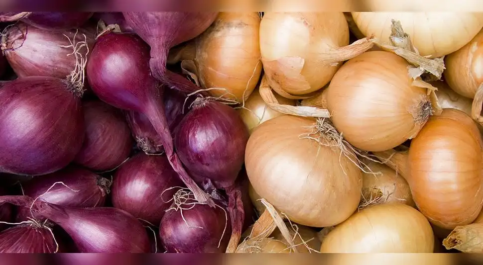 cebolla blanca y roja cebolla blanca y roja