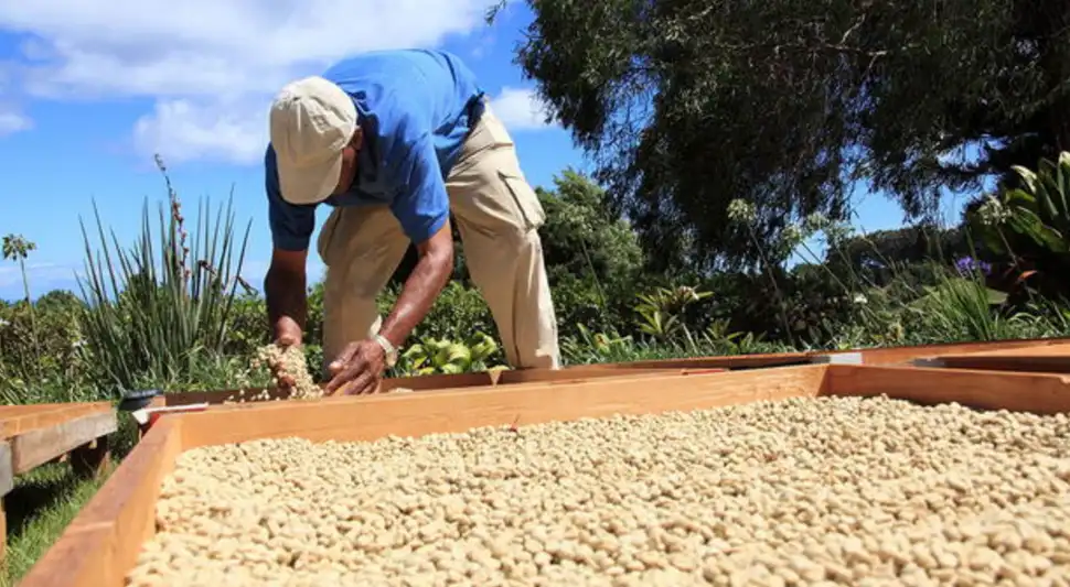 Producción café peruano Producción café peruano