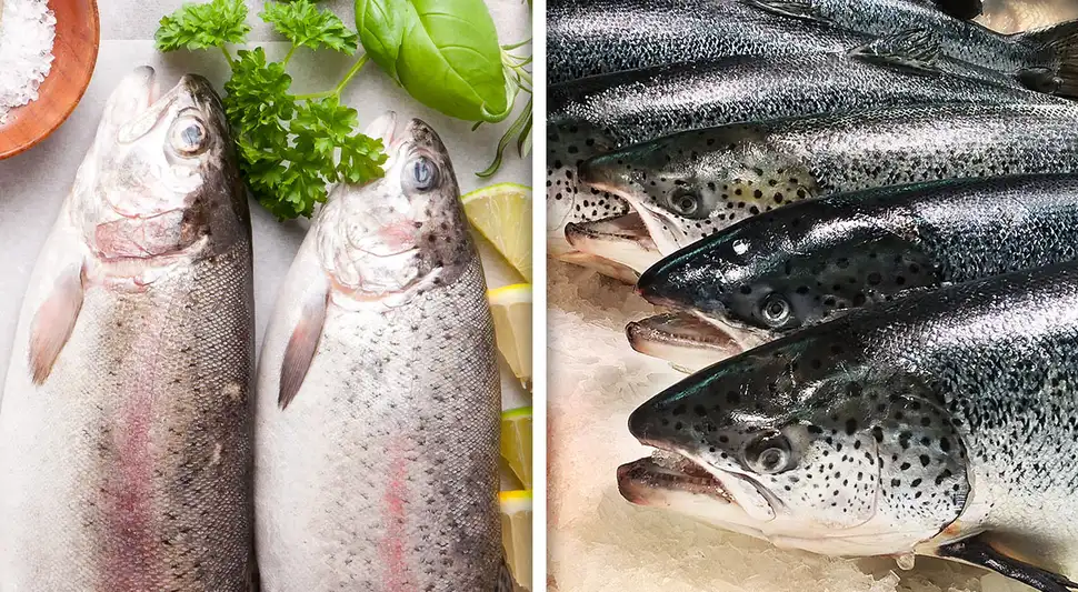 salmon versus trucha salmon versus trucha