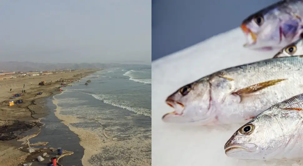 Pescados y derrame de petróleo Pescados y derrame de petróleo