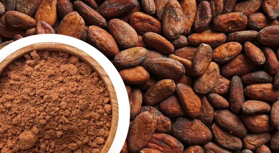 cacao y cocoa