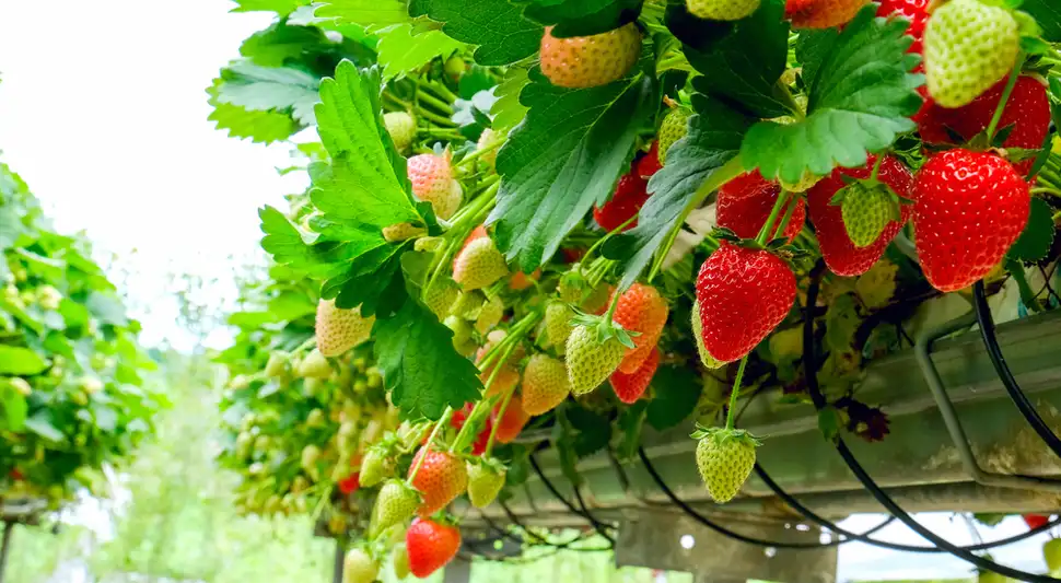 fresas hidropónicas