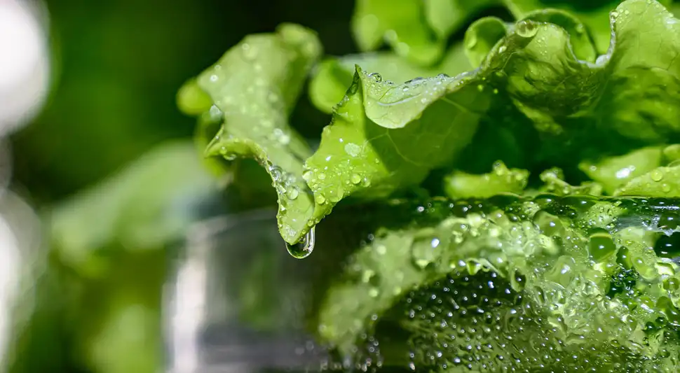 Lechuga fresca Lechuga fresca