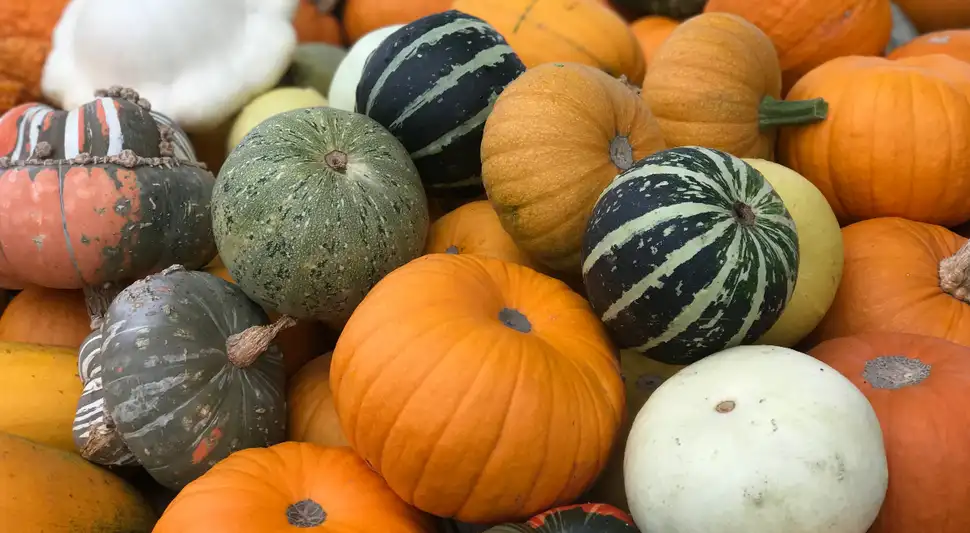 Tipos de calabazas