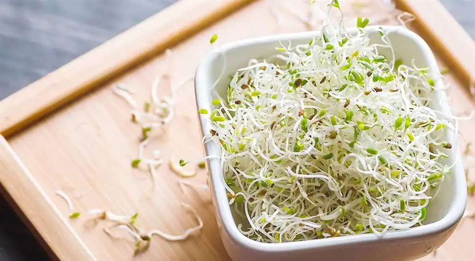 Alfalfa Beneficios y recetas para tener una salud de lujo Alfalfa Beneficios y recetas para tener una salud de lujo