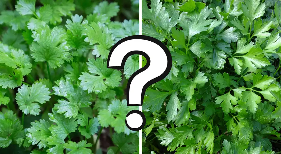 ¿Cilantro (culantro) o perejil? 3 trucos infalibles para que no los confundas más ¿Cilantro (culantro) o perejil? 3 trucos infalibles para que no los confundas más