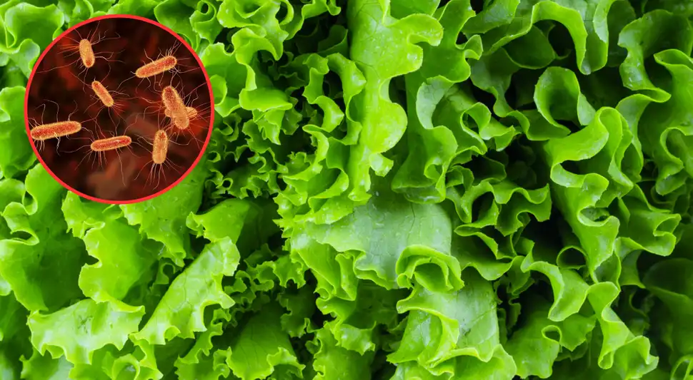 ¿Cuáles son los peligros de no lavar bien la lechuga? ¿Cuáles son los peligros de no lavar bien la lechuga?