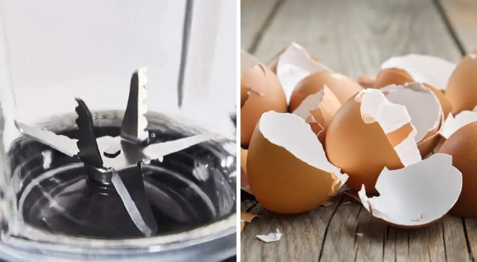 Así puedes AFILAR las cuchillas de tu licuadora con HUEVOS Así puedes AFILAR las cuchillas de tu licuadora con HUEVOS