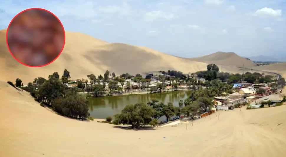 No es la piña: esta es la fruta más dulce del mundo. Crece en el desierto, tiene más de 6 variedades y se cultiva en América