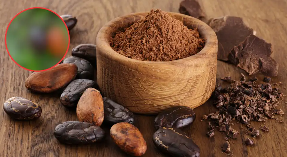 ¿El cacao surgió en Perú o en México? Un estudio señala dónde nació el cacao hace 5000 años ¿El cacao surgió en Perú o en México? Un estudio señala dónde nació el cacao hace 5000 años