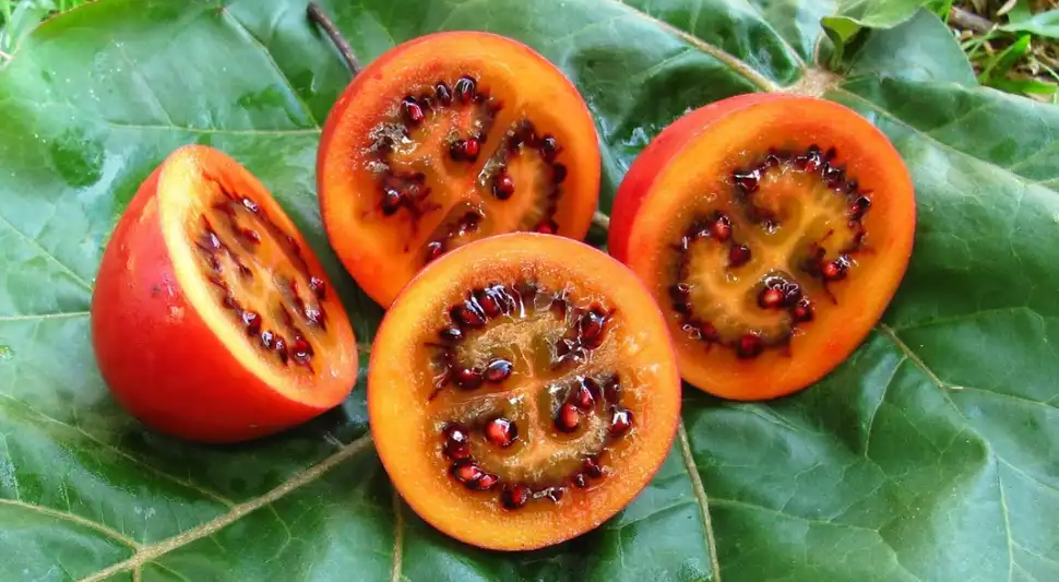 tamarillo