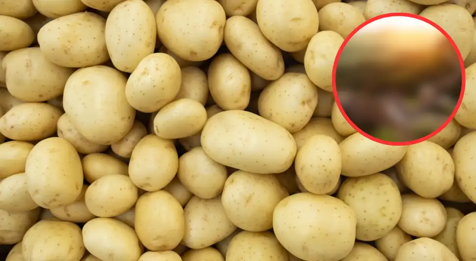 No es Perú ni Bolivia: Este país es el mayor productor de papa en el mundo