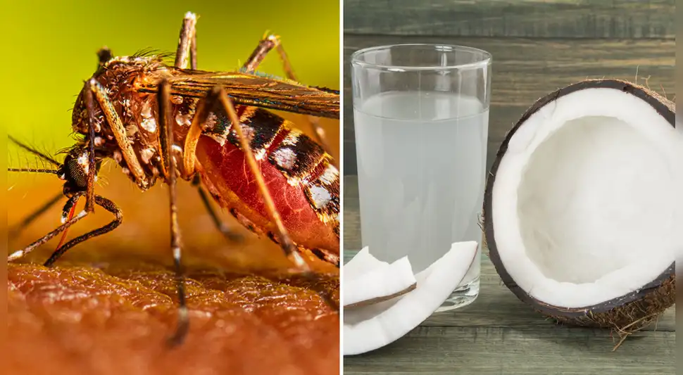 Dengue: ¿el agua de coco alivia sus síntomas? Dengue: ¿el agua de coco alivia sus síntomas?